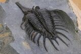 Rare, Psychopyge Termierorum Trilobite - Top Quality Specimen #301938-4